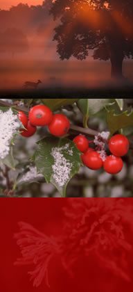 winterfoto's