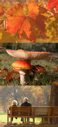 herfstfoto's